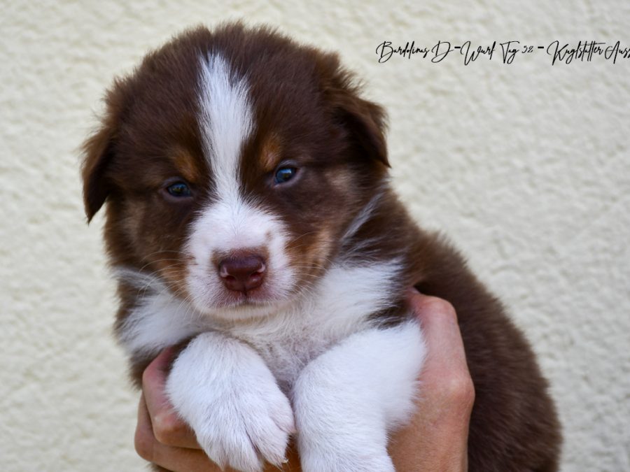 DIJAY_D-Wurf_Tag32_Kuglstatter_Aussies