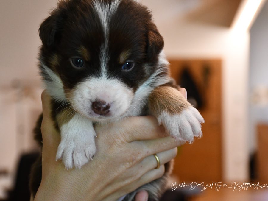DOLITTLE_D-Wurf_Kuglstatter-Aussies