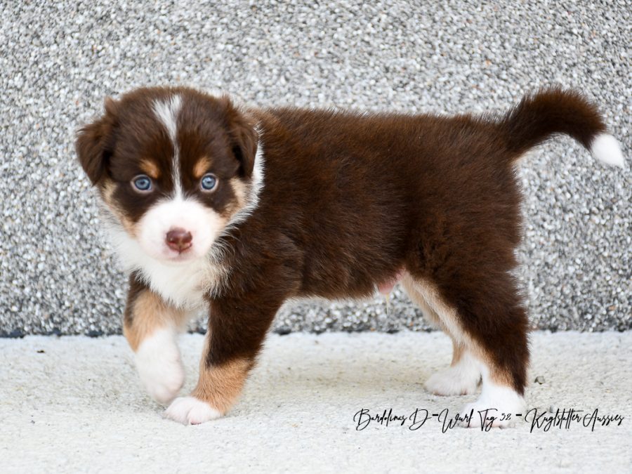 DOLITTLE_D-Wurf_Tag32_Kuglstatter_Aussies