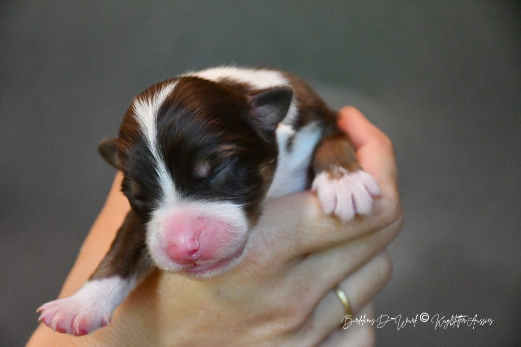 DOLITTLE_Kuglstatter_Aussie_D-Wurf