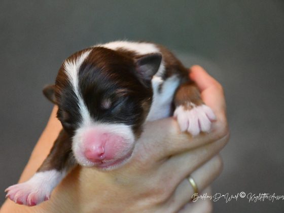 DOLITTLE_Kuglstatter_Aussie_D-Wurf