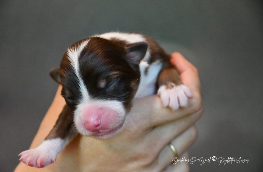 DOLITTLE_Kuglstatter_Aussie_D-Wurf