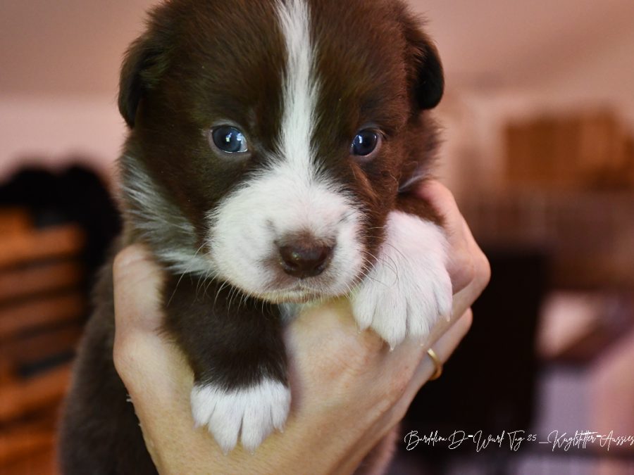 DREAMER_D-Wurf_Kuglstatter-Aussies