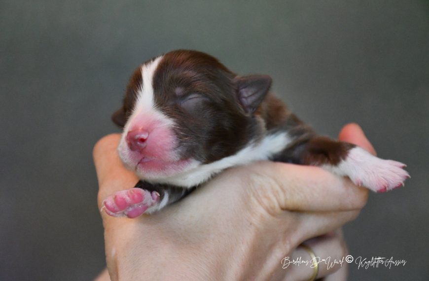 DREAMER_Kuglstatter_Aussie_D-Wurf