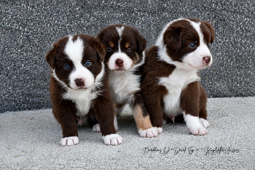 3erBande_D-Wurf_Tag32_Kuglstatter_Aussies