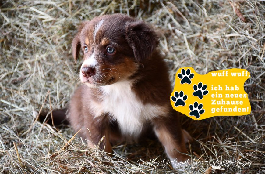 Kuglstatter Aussie DIANA