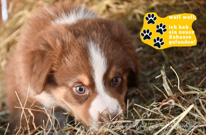 Kuglstatter Aussie DIJAY