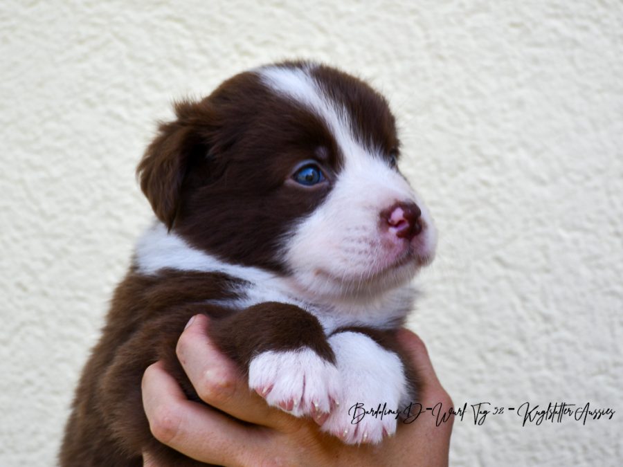 DONUT_D-Wurf_Tag32_Kuglstatter_Aussies