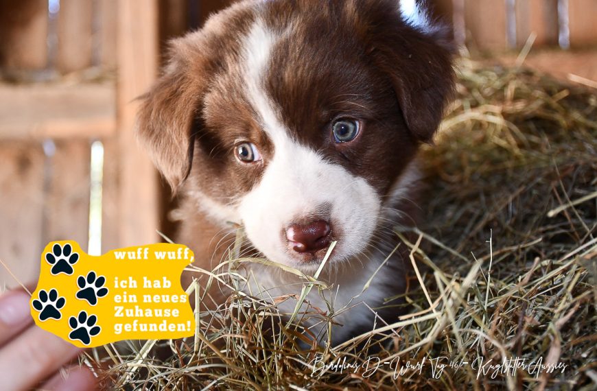 Kuglstatter Aussie DONUT