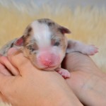 Kuglstatter Aussie A#5 Australian Shepherd Welpe von Luna Kuglstatter Aussie A#5 Australian Shepherd Welpe von Luna