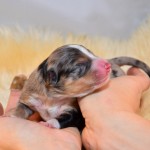 Kuglstatter_Aussie_A#6_Welpen_Tag1