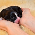 Kuglstatter Aussie A#7 Australian Shepherd Welpe von Luna Kuglstatter Aussie A#7 Australian Shepherd Welpe von Luna