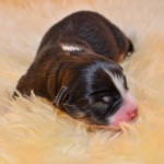 Kuglstatter Aussie A#7 Australian Shepherd Welpe von Luna Kuglstatter Aussie A#7 Australian Shepherd Welpe von Luna