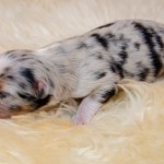 Kuglstatter Aussie A#8 Australian Shepherd Welpe von Luna Kuglstatter Aussie A#8 Australian Shepherd Welpe von Luna