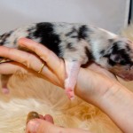 Kuglstatter Aussie A#8 Australian Shepherd Welpe von Luna Kuglstatter Aussie A#8 Australian Shepherd Welpe von Luna