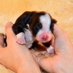 Kuglstatter Aussie A#1 Australian Shepherd Welpe von Luna Kuglstatter Aussie A#1 Australian Shepherd Welpe von Luna