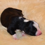 Kuglstatter Aussie A#1 Australian Shepherd Welpe von Luna Kuglstatter Aussie A#1 Australian Shepherd Welpe von Luna