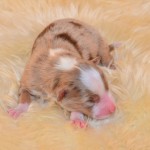 Kuglstatter Aussie A#2 Australian Shepherd Welpe von Luna Kuglstatter Aussie A#2 Australian Shepherd Welpe von Luna