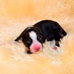 Kuglstatter Aussie A#1 Australian Shepherd Welpe von Luna