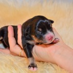 Kuglstatter Aussie A#4 Australian Shepherd Welpe von Luna Kuglstatter Aussie A#4 Australian Shepherd Welpe von Luna