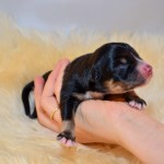 Kuglstatter Aussie A#7 Australian Shepherd Welpe von Luna Kuglstatter Aussie A#6 Australian Shepherd Welpe von Luna