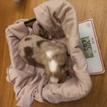 Kuglstatter_Aussies_A#2_1Woche