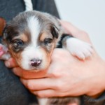 Kuglstatter Aussie A#6 Tag 16