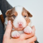 Kuglstatter Aussie A#2 Tag 16