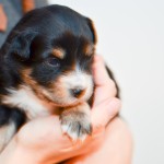 Kuglstatter Aussie A#4 Tag 16