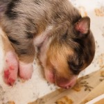 Kuglstatter_Aussie_A#6_Welpen_Tag1