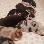 Kuglstatter Aussies eine Woche alt