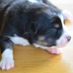 Kuglstatter Aussie A#7