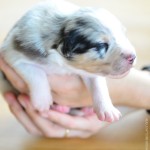 Kuglstatter Aussie A#8