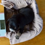 Kuglstatter_Aussie_A#4_Welpen_Tag12