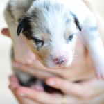 Kuglstatter Aussie A#8