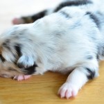 Kuglstatter Aussie A#8