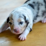 Kuglstatter Aussie A#8