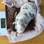 Kuglstatter_Aussie_A#5_Welpen_Tag12