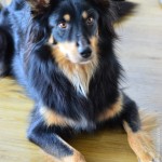 Australian Shepherd Zuchthündin Luna Kuglstatter