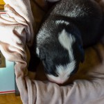 Kuglstatter Aussie A#1 Australian Shepherd Welpe von Luna