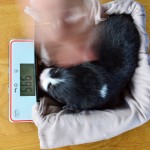 Kuglstatter_Aussie_A#7_Welpen_Tag12