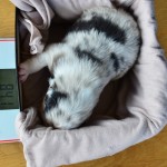 Kuglstatter_Aussie_A#8_Welpen_Tag12