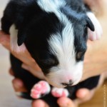 Kuglstatter Aussie A#1 Tag 12