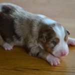 Kuglstatter Aussie A#2