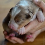 Kuglstatter Aussie A#2