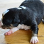 Kuglstatter Aussie A#3