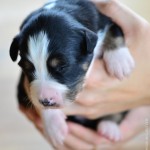 Kuglstatter Aussie A#3