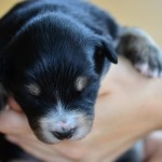 Kuglstatter Aussie A#4