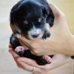 Kuglstatter Aussie A#4