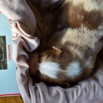 Kuglstatter_Aussie_A#2_Welpen_Tag12